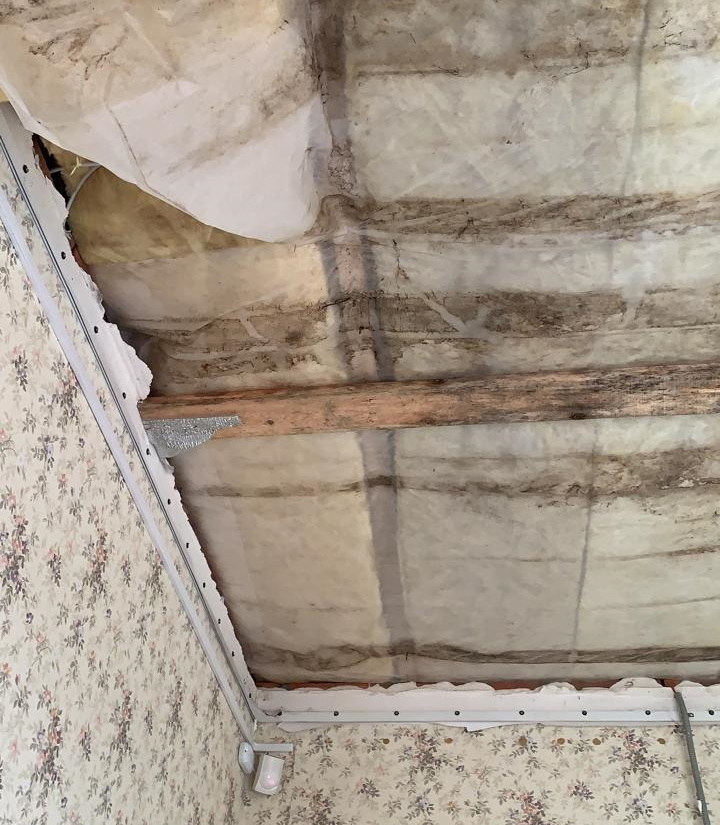 Fungus on the ceiling