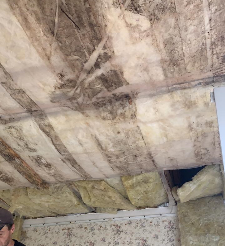 Fungus on the ceiling