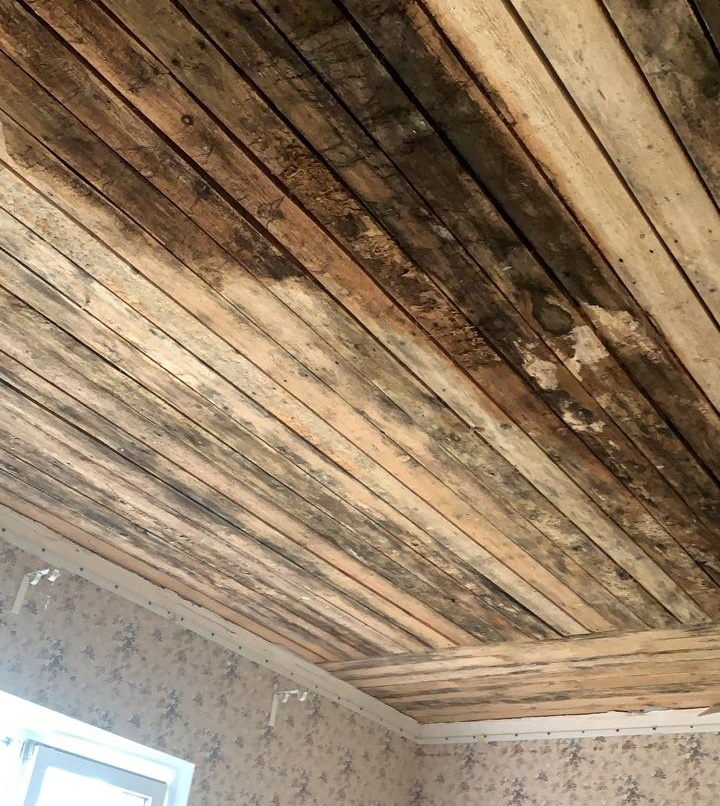 Fungus on the ceiling